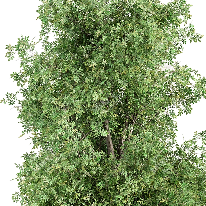 Sourwood - Set of Trees 3D model image 3