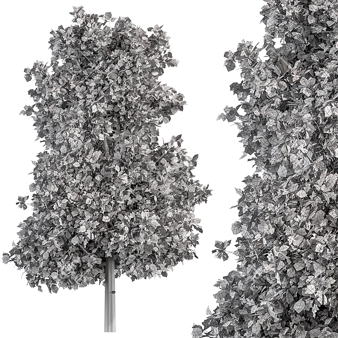 Sourwood - Set of Trees 3D model image 4