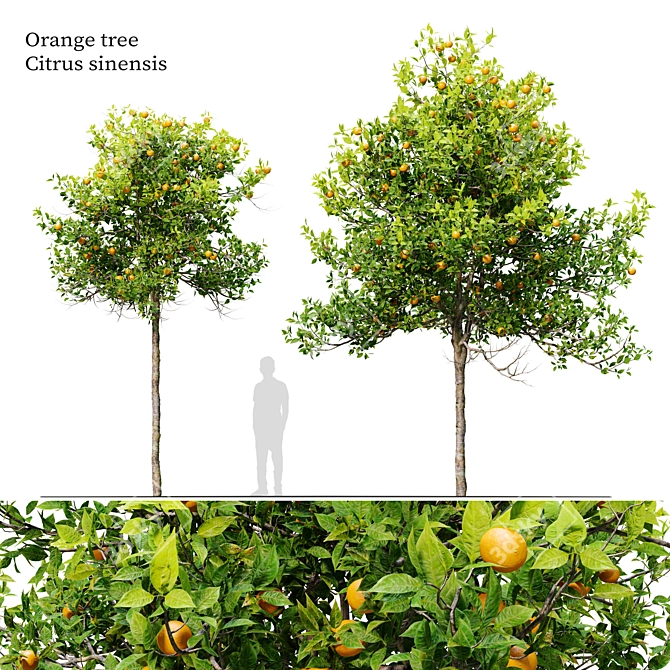 Citrus Sinensis Orange Tree Pack 3D model image 1