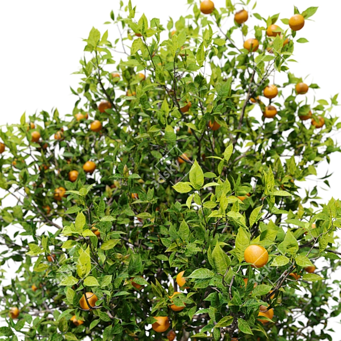 Citrus Sinensis Orange Tree Pack 3D model image 3