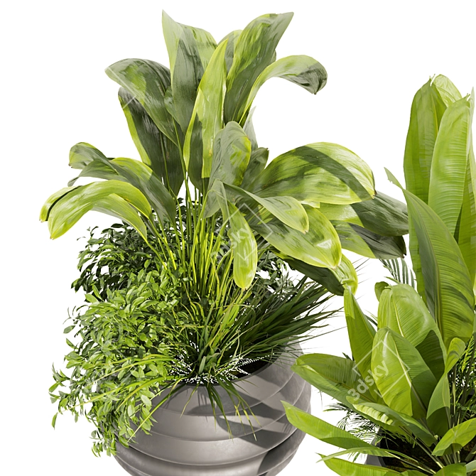 Premium Plant Collection - Banana & Palm 3D model image 3
