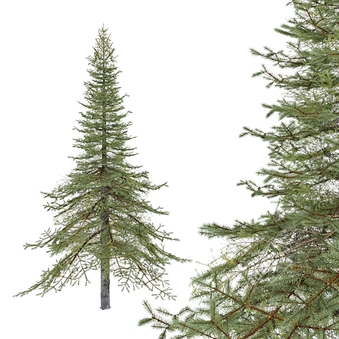 Premium White Fir Tree Model 3D model image 1