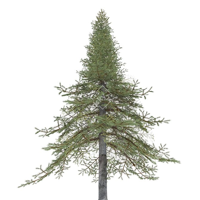 Premium White Fir Tree Model 3D model image 2