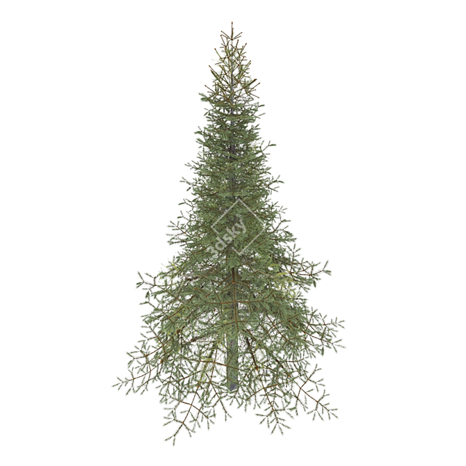 Premium White Fir Tree Model 3D model image 3