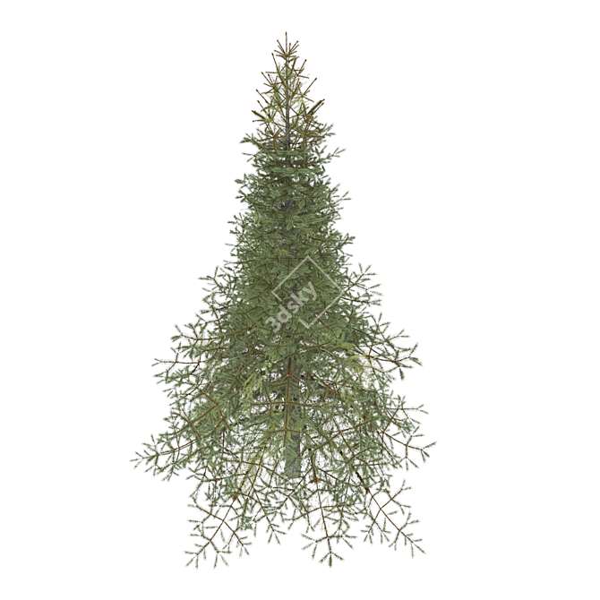 Premium White Fir Tree Model 3D model image 4