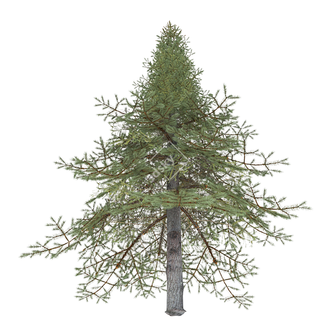 Premium White Fir Tree Model 3D model image 5