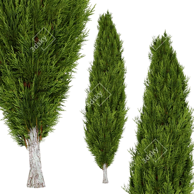 Optimized Mediterranean Cypress Tree Model 3D model image 1