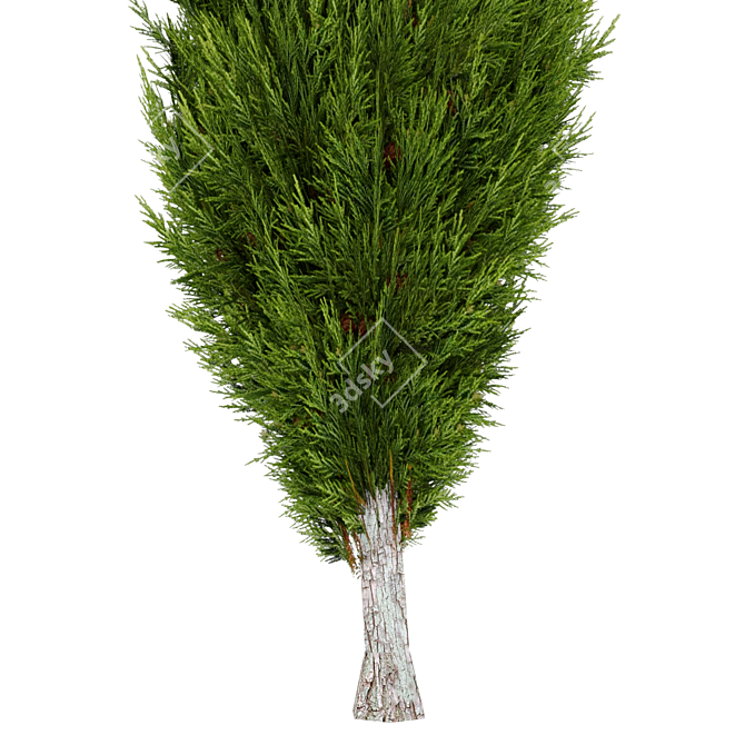 Optimized Mediterranean Cypress Tree Model 3D model image 2