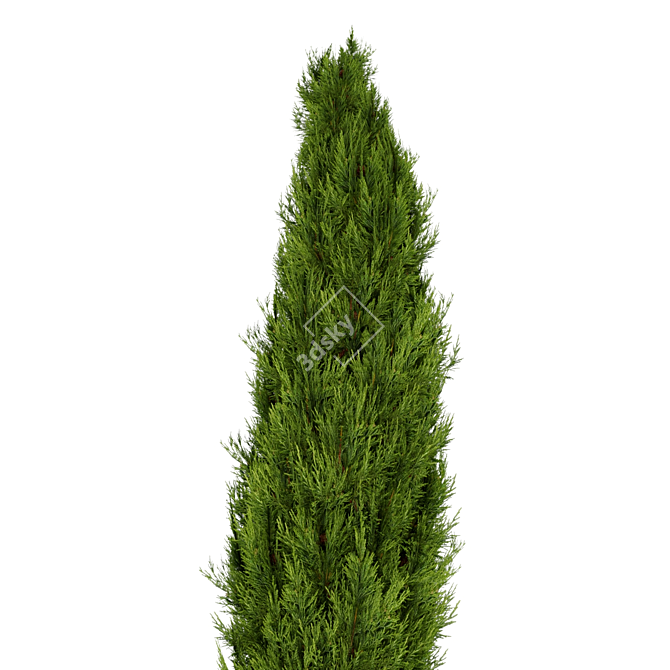 Optimized Mediterranean Cypress Tree Model 3D model image 3