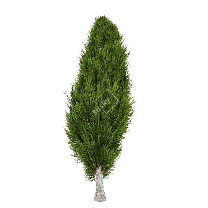 Optimized Mediterranean Cypress Tree Model 3D model image 4