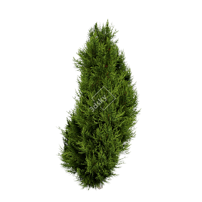 Optimized Mediterranean Cypress Tree Model 3D model image 5