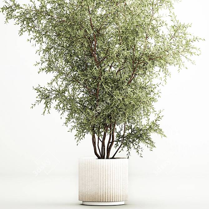 Modern Olive Tree in Concrete Planter 3D model image 2