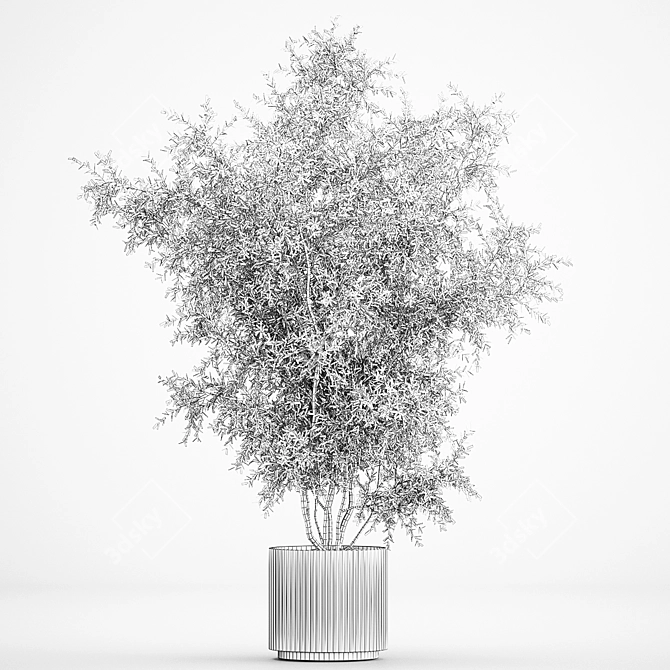 Modern Olive Tree in Concrete Planter 3D model image 5