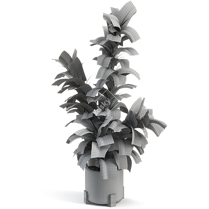 Lush Rubber Tree Houseplant 3D model image 2