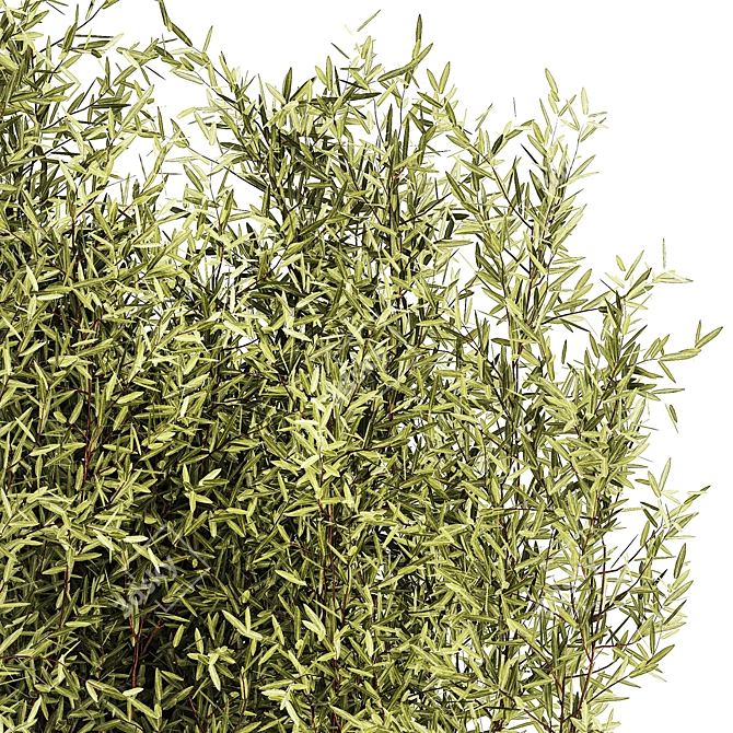 Modern Silver Olive Tree Décor 3D model image 3