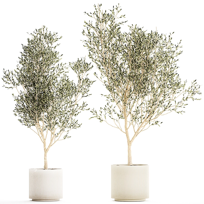 Modern White Pot Collection: Decorative Olive Trees 3D model image 1