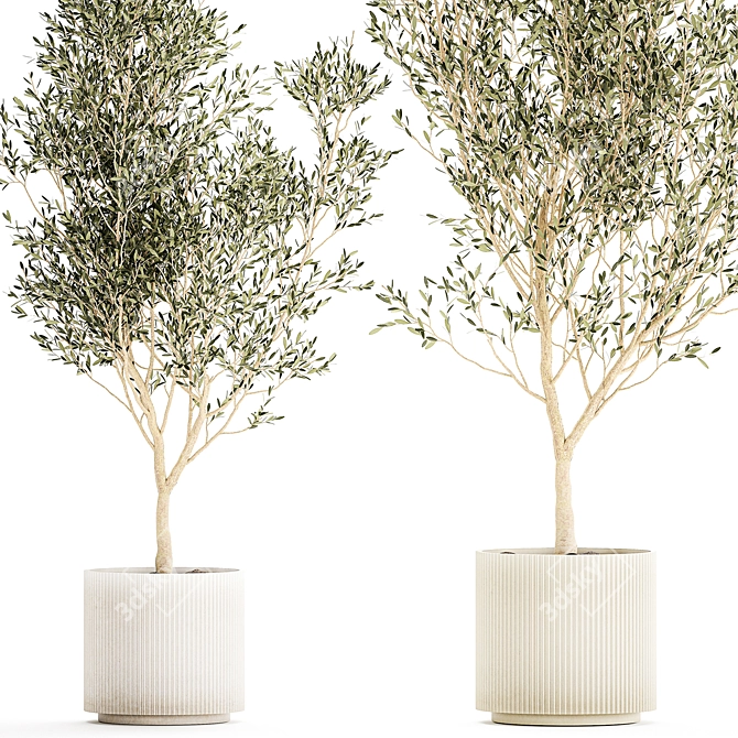 Modern White Pot Collection: Decorative Olive Trees 3D model image 3