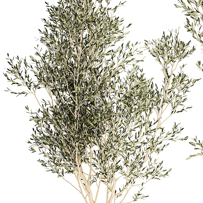 Modern White Pot Collection: Decorative Olive Trees 3D model image 4