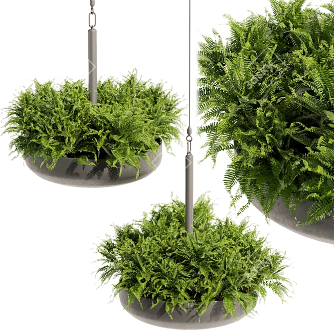 Fern Ampelous Hanging Plant Collection 3D model image 1