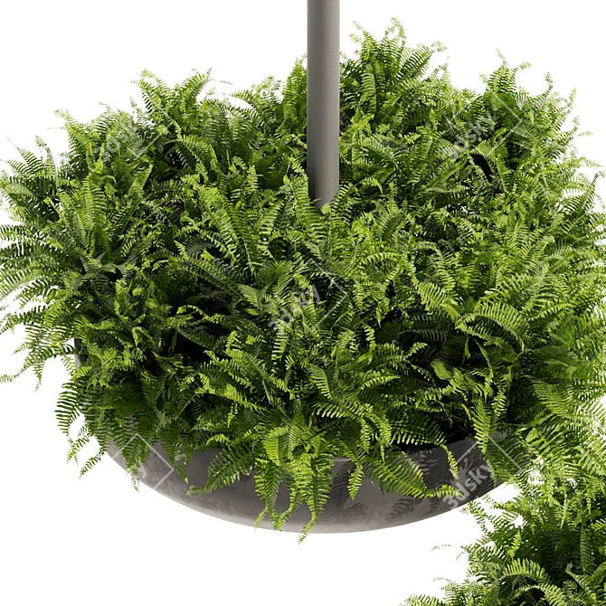 Fern Ampelous Hanging Plant Collection 3D model image 2