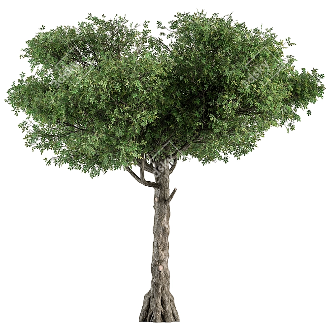 Title: Sourwood Tree Collection 159 3D model image 1
