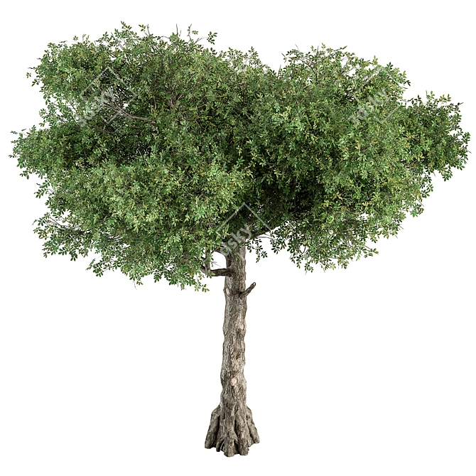 Title: Sourwood Tree Collection 159 3D model image 2