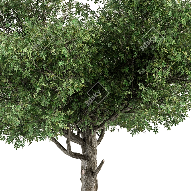 Title: Sourwood Tree Collection 159 3D model image 3