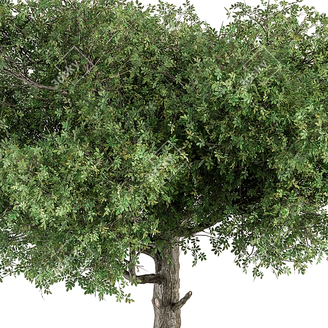 Title: Sourwood Tree Collection 159 3D model image 4