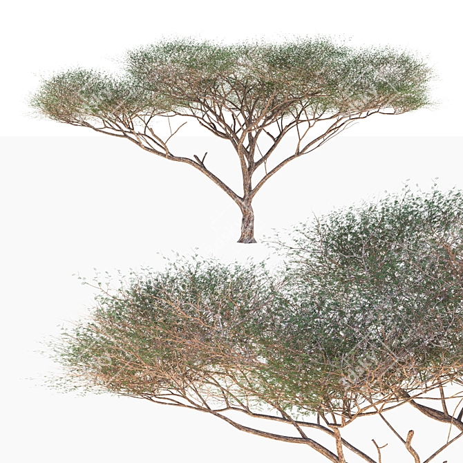 High-Quality Vachellia Tortilis Model 3D model image 1