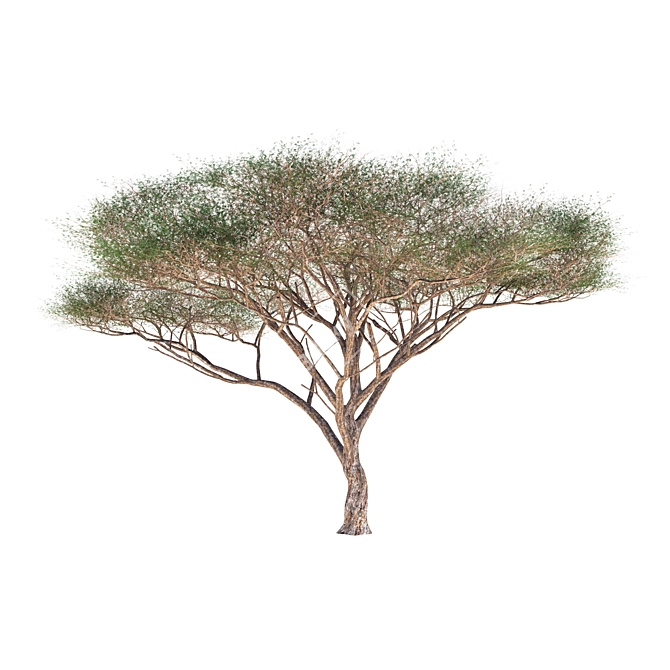 High-Quality Vachellia Tortilis Model 3D model image 2