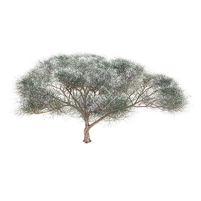 High-Quality Vachellia Tortilis Model 3D model image 3