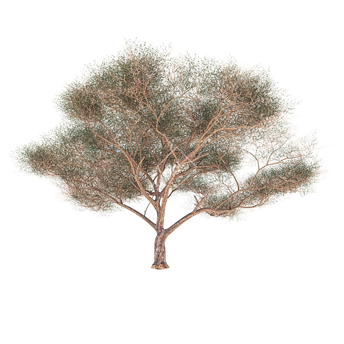 High-Quality Vachellia Tortilis Model 3D model image 4