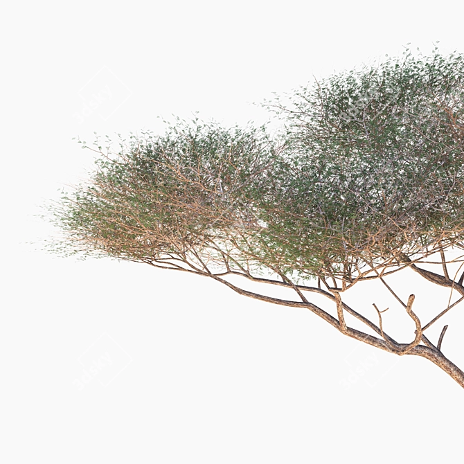 High-Quality Vachellia Tortilis Model 3D model image 5