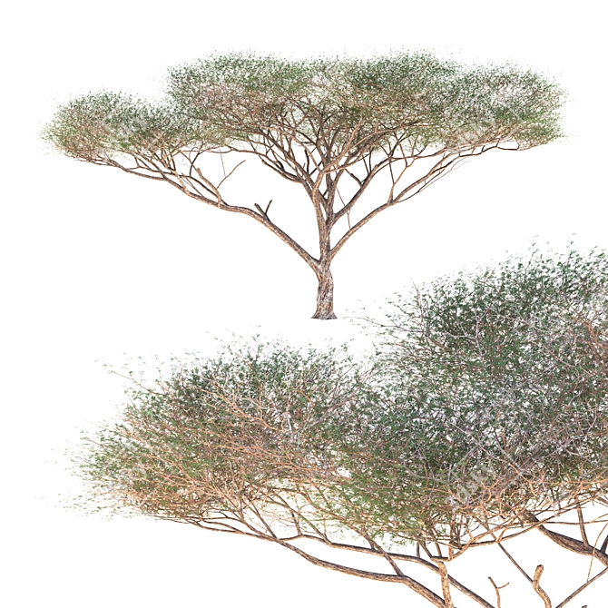 High-Quality Vachellia Tortilis Model 3D model image 7