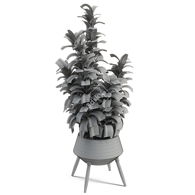 Rubber Tree: Natural Beauty Décor 3D model image 2