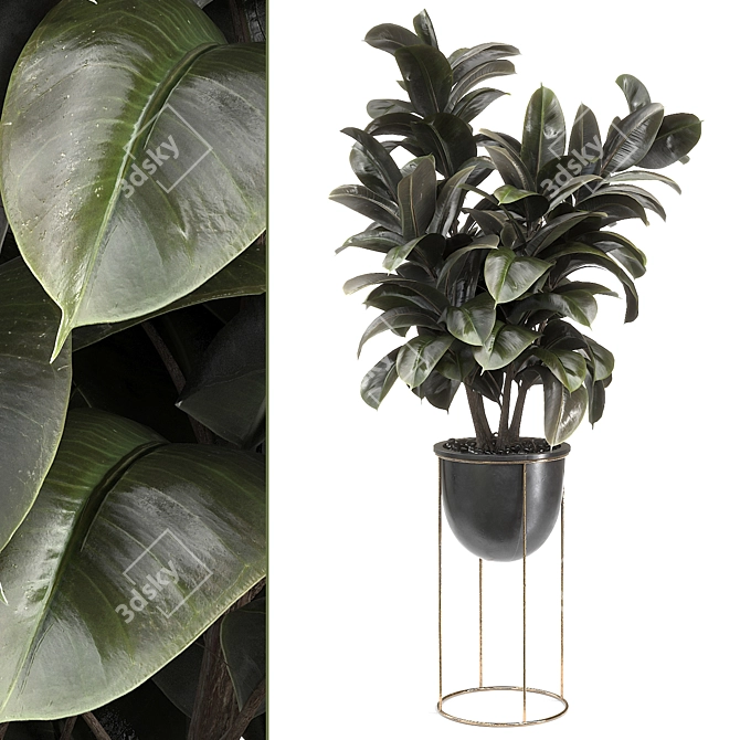 Title: Lush Rubber Tree Plant 3D model image 1