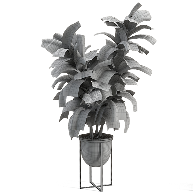 Lush Rubber Tree Plant 3D model image 2