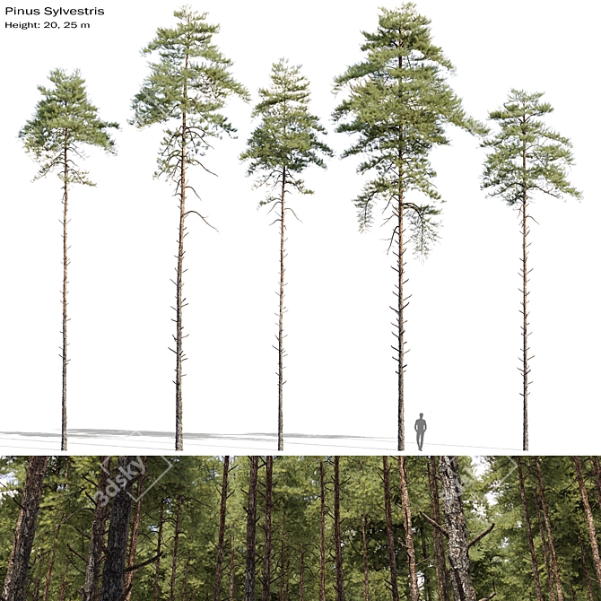 Scots Pine Tree Set 09 3D model image 1