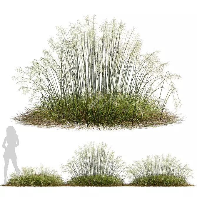Stipa arundinacea Sweet Grass Model 3D model image 1