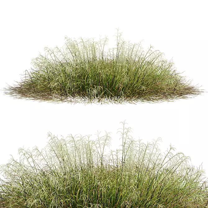 Stipa arundinacea Sweet Grass Model 3D model image 2