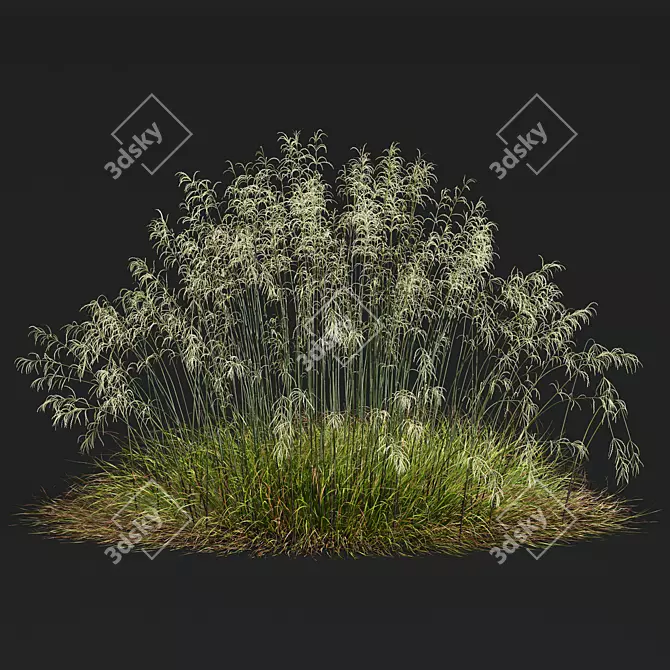 Stipa arundinacea Sweet Grass Model 3D model image 3