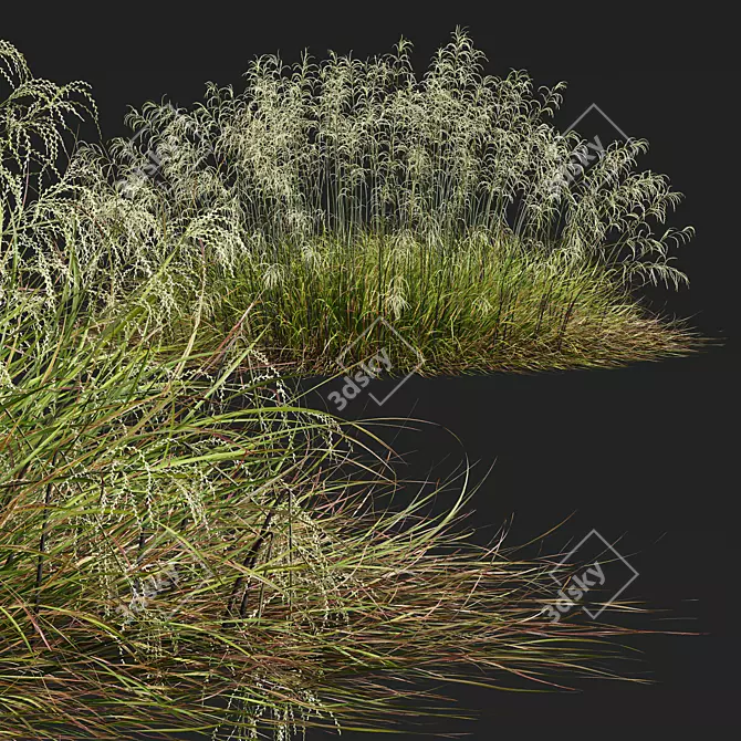 Stipa arundinacea Sweet Grass Model 3D model image 4