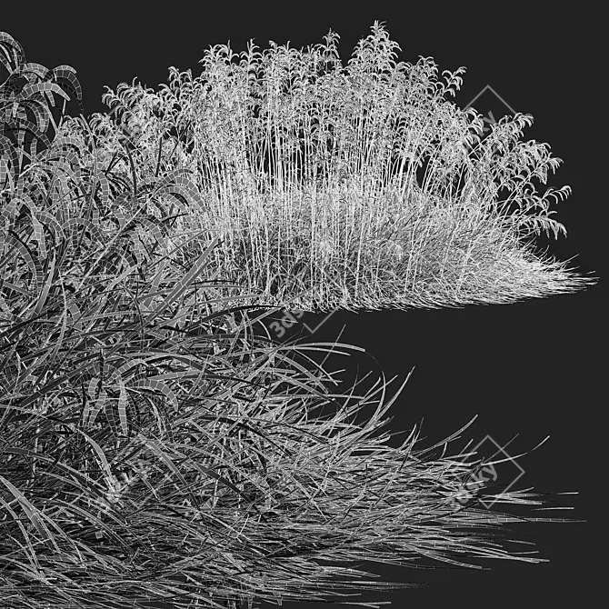 Stipa arundinacea Sweet Grass Model 3D model image 5