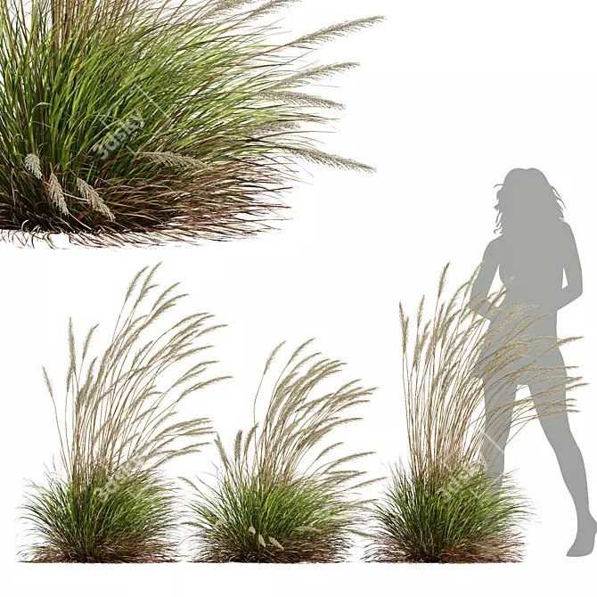 Golden Spike Karl Foerster Grass 3D model image 1