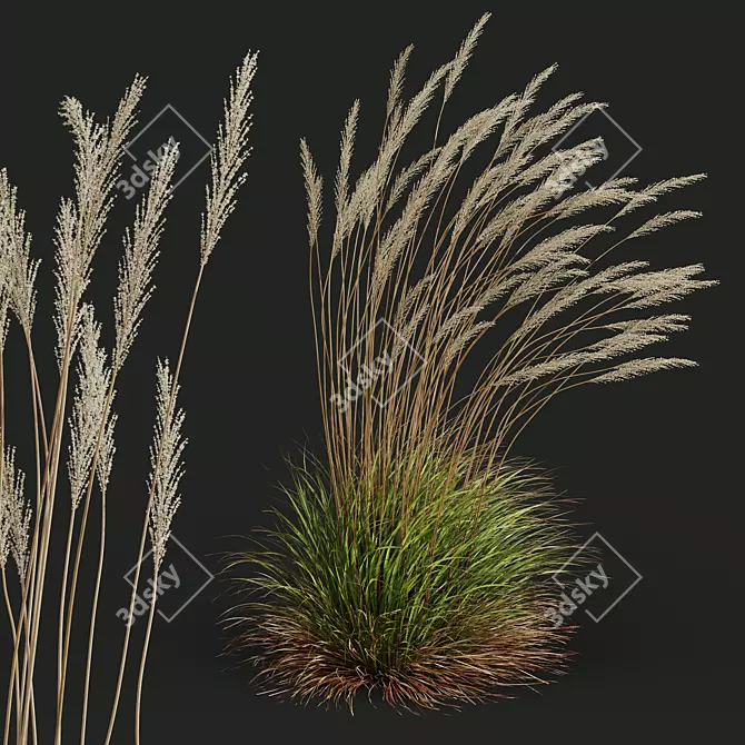 Golden Spike Karl Foerster Grass 3D model image 2