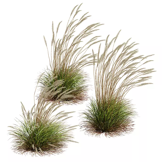 Golden Spike Karl Foerster Grass 3D model image 3
