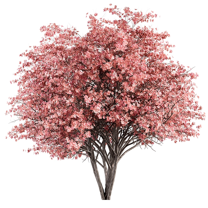 Pink Dogwood Tree Set 3D model image 1