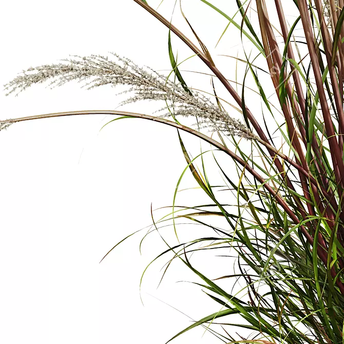 Golden-Hued Ornamental Grass 3D Models 3D model image 3