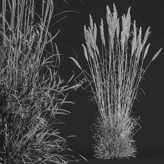 Golden-Hued Ornamental Grass 3D Models 3D model image 5