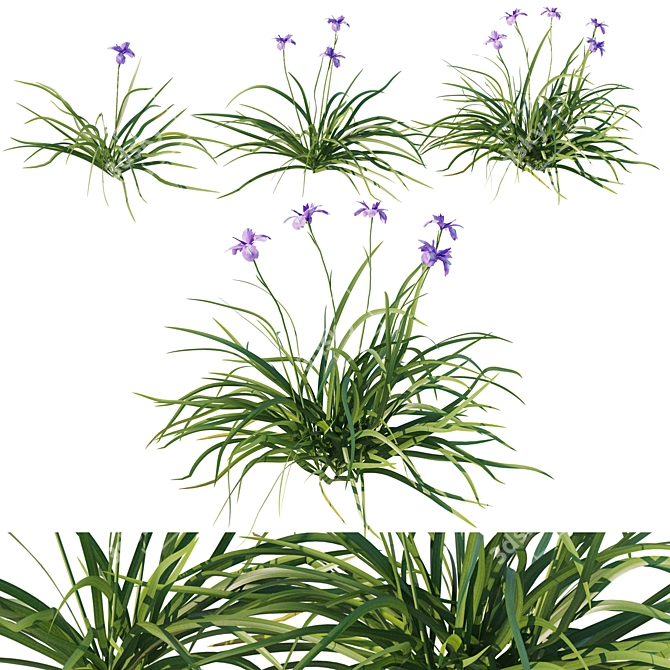 Douglas Iris 2017 Model 3D model image 1